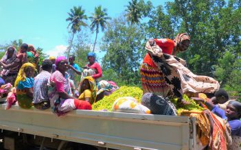 Appui à la Filière ylang-ylang aux Comores