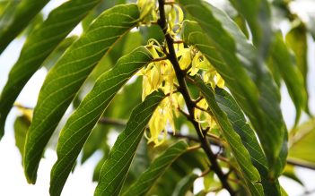 La filière ylang ylang aux Comores : qualité et écoresponsabilité