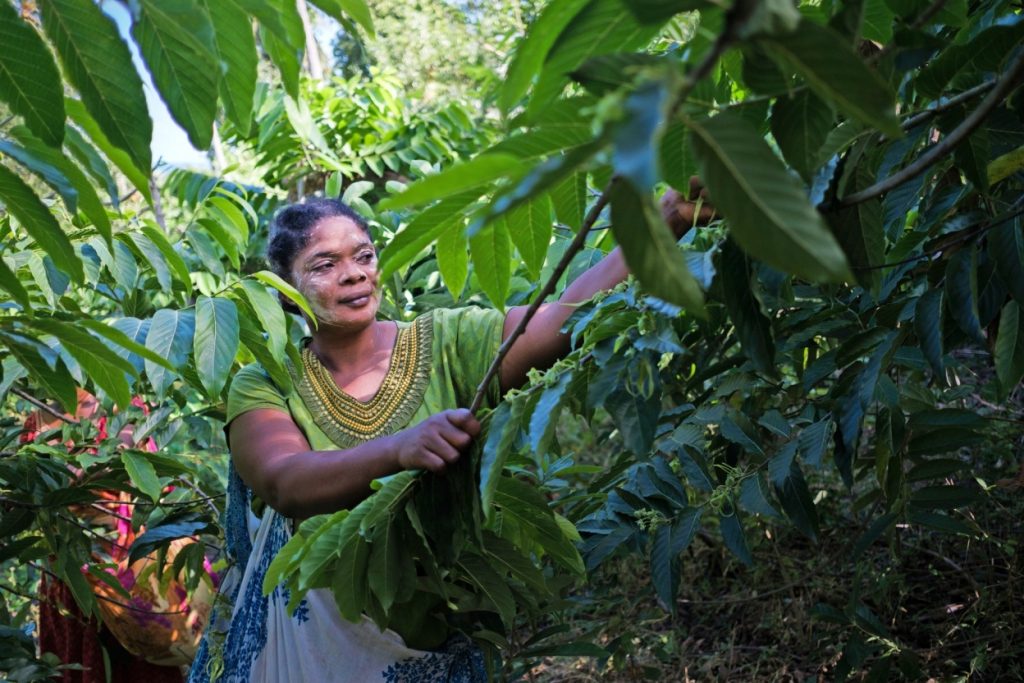 Niyati Issoufa et ses collègues récoltent l'ylang ylang aux premières heures du matin, lorsque son parfum est le plus intense.