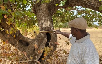 Au cœur du suivi d’impact des projets forestiers au Sénégal